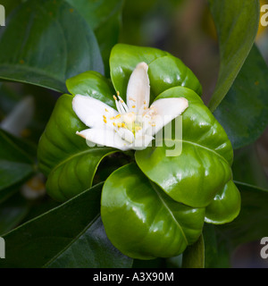 Citrus aurantium Bouquet de fleur Sour Orange flower and leaves source of neroli oil Stock Photo