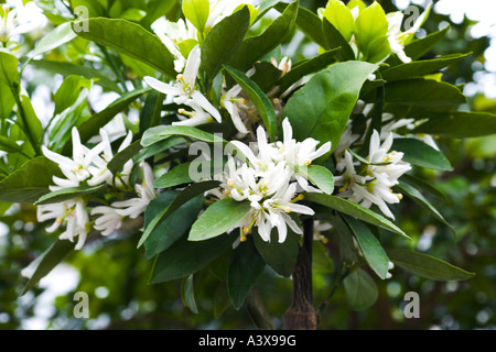 Citrus unshiu Owari Satsuma in full flower Stock Photo