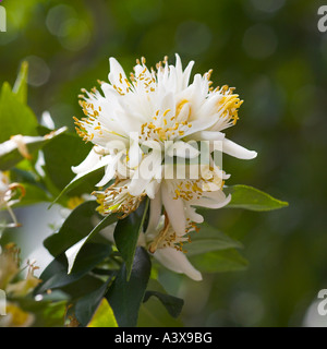 Citrus aurantium Chinotto or Myrtle-Leaf Sour Orange flowers and leaves Stock Photo