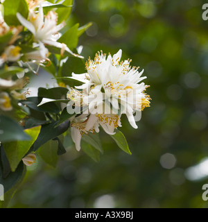 Citrus aurantium Chinotto or Myrtle-Leaf Sour Orange Stock Photo