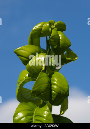 Citrus aurantium Bouquet de fleur Sour Orange  leafs against blue sky source of neroli oil used in many perfumes Stock Photo