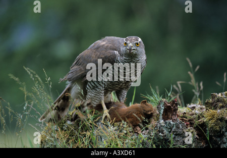Goshawk Accipter gentilis captive feeding on Red Squirrel on a moss covered log looking at the camera in Speyside in Scotland Stock Photo