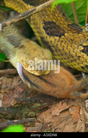 Timber Rattlesnake Crotalus horridus Eating chipmunk Pennsylvania Stock ...