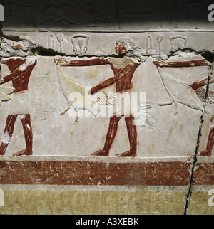 travel /geography, Egypt, Saqqara, buildings, mastaba of princess Idut, relief, sacrifice of goose, circa 2504 - 2216 B.C., hist Stock Photo