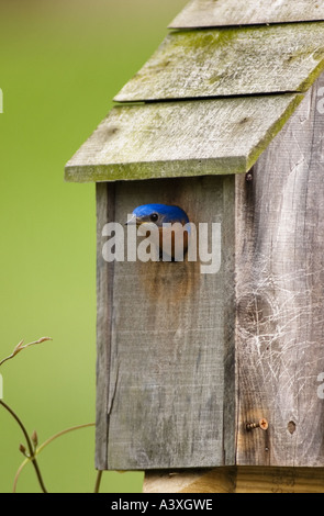 Male Eastern Bluebird Sialia sialia Preparing To Fly Out Of Bird House After Feeding Babys Southern Indiana Stock Photo