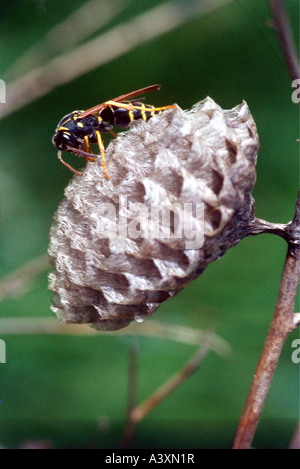 zoology / animals, insects, wasps, Polistine wasp, (Polistes dominulus), at nest, distribution: Europe, vespiary, construction, Stock Photo