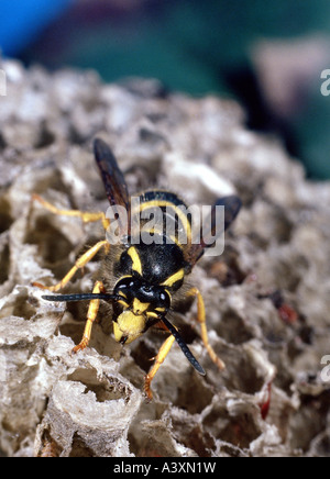 zoology / animals, insects, wasps, Polistine wasp, (Polistes dominulus), at nest, close-up, distribution: Europe, vespiary, cons Stock Photo