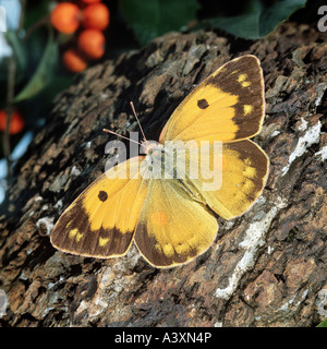 zoology / animals, insect, butterflies, Pale Clouded Yellow, (Colias hyale), at tree bork, distribution: Europe, butterfly, falt Stock Photo