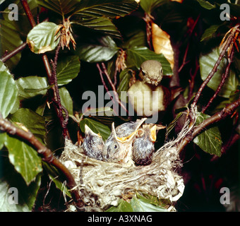 zoology / animals, avian / birds, Icterine Warbler, (Hippolais icterina), female feeding chicks at birds nest, distribution: Nor Stock Photo