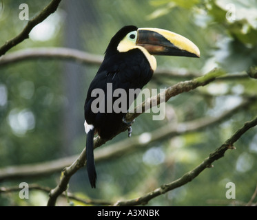 zoology / animals, avian / bird, Swainson's Toucan, (Ramphastos swainsonii), sitting on branch, Brasilis, distribution: South Am Stock Photo