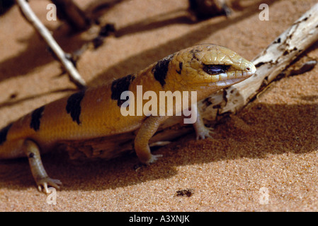 zoology / animals, reptiles, Skinks, Sandfish, (Scincus scincus), in the desert, in shadow, close-up, distribution: North Africa Stock Photo