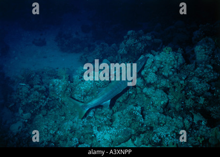 zoology / animals, fish, barracudas, Great Barracuda, (Sphyraena barracuda), carribbean, distribution: West India, Caribbean Sea Stock Photo