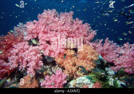 zoology / animals, Scarlet Mouthed Soft Coral, (Scleronephthea sp), pink, with several Thailand, distribution: Indo Pacific Ocea Stock Photo