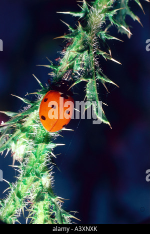 zoology / animals, insect, beetles, ladybirds, sevenspot ladybird, (Coccinella septempunctata), eating prey, distribution: Euras Stock Photo