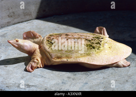 zoology / animals, reptils, turtles, Trionychidae, turtle in Zoo of Bangkok, distribution: Asia, Africa, North America, Photo by Stock Photo