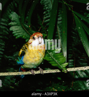 zoology / animals, avian / bird, Pale-headed Rosella, (Platycercus adscitus palliceps), sitting on rope, frontal, distribution: Stock Photo