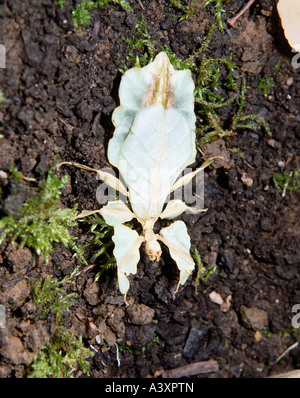 zoology / animals, insects, locusts, Leaf Insect, (Phyllium bioculatum), on ground, distribution: Malayan archipelago, New Guine Stock Photo