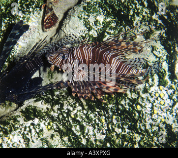 zoology / animal, fish, Red Lionfish, (Pterois volitans), in coral reef, distribution: Red Sea, Indo Pacific Ocean, tropical, tr Stock Photo