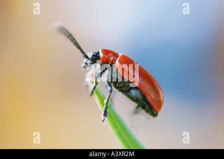 zoology / animals, insect, beetles, Scarlet Lily Beetle, (Lilioceris lilii), on blade of gras, distribution: Europe, Asia, North Stock Photo