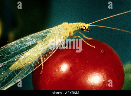 zoology / animals, insects, Green lacewings, Common Lacewing, (Chrysopa perla), sitting on apple, distribution: Europe, orange, Stock Photo