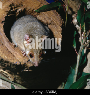 zoology / animals, mammal / mammalian, Common Ringtail Possum, (Pseudocheirus peregrinus), sitting in hollow tree, distribution: Stock Photo