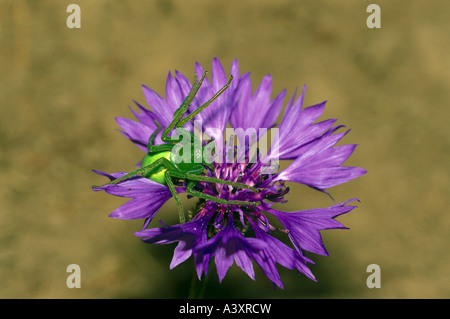 zoology / animals, arachnid, spiders, Green Huntsman Spider, (Micrommata virescens), on cornflower blossom, distribution: Europe Stock Photo