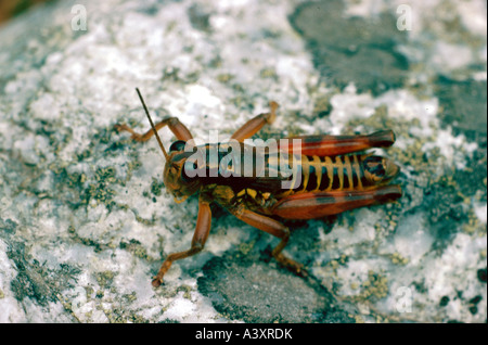 zoology / animals, insects, locusts, Brown Mountain Grasshopper, (Podisma pedestris), on stone, topshot, distribution: Europe, a Stock Photo