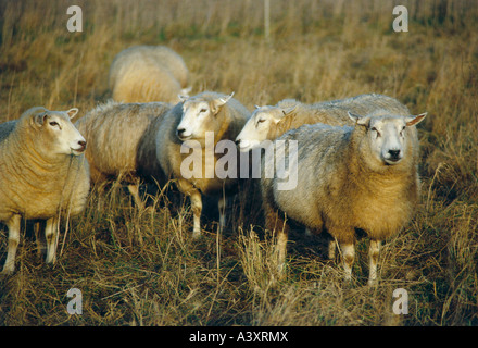 zoology / animals, mammal / mammalian, sheep, (Ovis), Texel, herd standing on pasture, distribution: Europe, animal, domestic sh Stock Photo