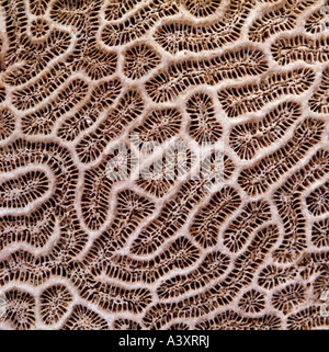zoology/ animals, cnidaria, Symmetrical Brain Coral, (Diploria strigosa), macro shot, distribution: tropical seas, animal, coral Stock Photo
