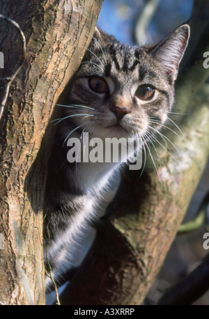 Cat in tree Stock Photo