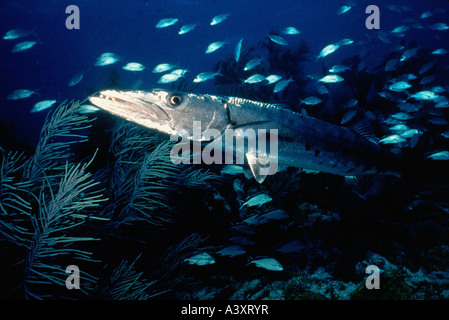 zoology / animals, fish, Barracuda, Great Barracuda, (Sphyraena barracuda), Carribean, distribution: West India, Carribean Sea, Stock Photo