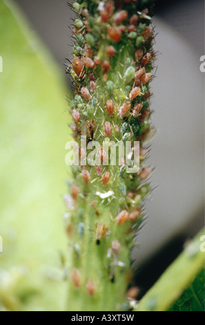 zoology / animals, insects, Aphids, (Aphidina), red Aphids at stem of plant, distribution: Europe, animal, insect, greenfly, bla Stock Photo