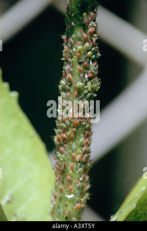 zoology / animals, insects, Aphids, (Aphidina), red Aphids at stem of plant, distribution: Europe, animal, insect, greenfly, bla Stock Photo