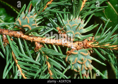 zoology / animals, insects, Aphids, (Aphidina), Eastern spruce gall adelgid, (Adelges abietis), hanging at fir, distribution: Eu Stock Photo