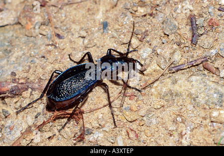 zoology / animals, insect, beetles, Carabus coriaceus, on stony ground, distribution: Europe, Coleoptera, black, ground beetle, Stock Photo