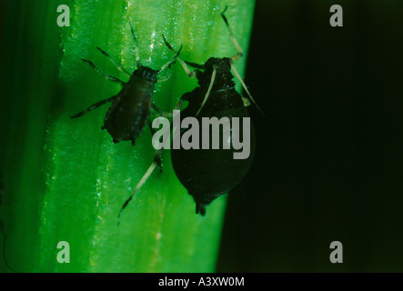 zoology / animals, insects, Aphids, (Aphidina), black Aphids at stem of plant, macro shot, distribution: Europe, animal, insect, Stock Photo