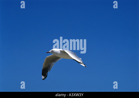 zoology / animals, avian / bird, Silver Gull, (Larus novaehollandiae), flying, blue sky, distribution: Subantarctic islands, New Stock Photo