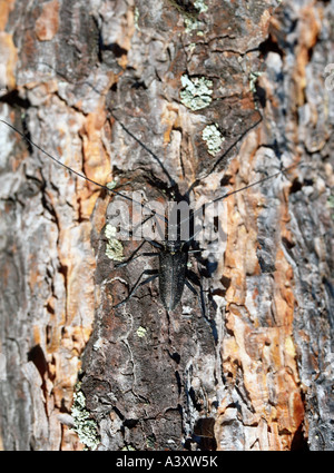 zoology / animals, insect, beetles, Old House Borer, (Hylotrupes bajulus), on pine bark, sweden, distribution: Europe, Coleopter Stock Photo