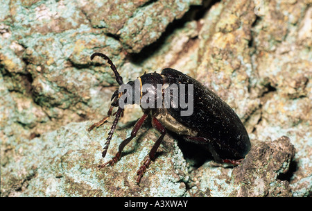 zoology / animals, insect, beetles, Sawing support beetle, (Prionus coriarius), female on stone, distribution: Paleaaarctic, Col Stock Photo