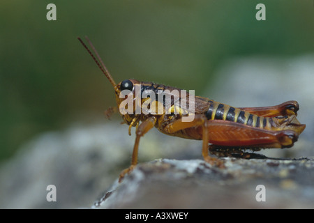 zoology / animals, insects, locusts, Brown Mountain Grasshopper, (Podisma pedestris), on stone, distribution: Europe, animal, in Stock Photo