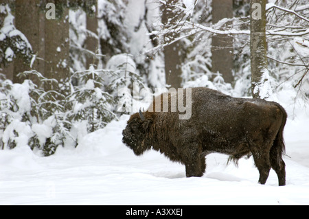European bison, wisent (Bison bonasus), bull in snow Stock Photo