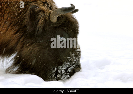 European bison, wisent (Bison bonasus), cow in snow, portrait Stock Photo