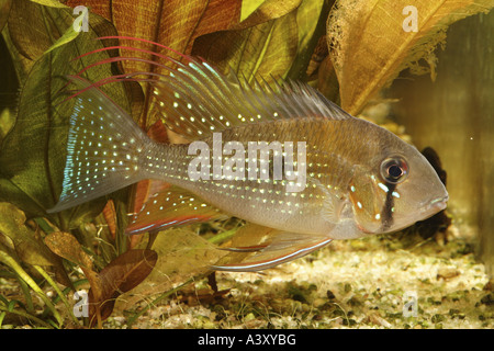 thread-finned cichlid, threadfin acara (Acarichthys heckeli), in front of  Echinodorus Stock Photo