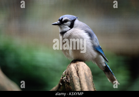 zoology / animals, avian / birds, Blue Jay, (Cyanocitta cristata), sitting on tree stump, distribution: Europe, Northern Africa, Stock Photo