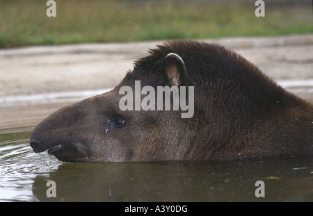 zoology / animals, mammal / mammalian, tapir, Brazilian Tapir, (Tapirus terrestris), in water, distribution: Colombia, Venezuela Stock Photo