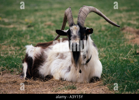 zoology / animals, mammal / mammalian, goats, Peacock goat, lying in grass, animal, capria, Caprinae, Bovidae, bovid, dotted, sp Stock Photo