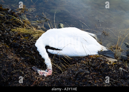 dh Mute Swans SWANS UK Dead mutilated head swan washed ashore Loch of Harray Orkney Stock Photo