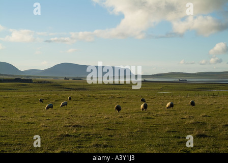dh  SHEEP UK Sheep grazing  in field Stenness Orkney