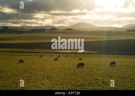 dh  SHEEP UK Sheep grazing  in field Sandwick Orkney