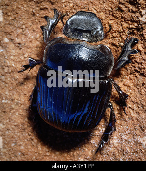 zoology / animals, insect, beetles, Dung Beetle, (Scarabaeus sacer), in sand, Kenya, distribution: Southern Europe, Africa, Cole Stock Photo